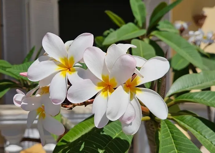 Shahrazad * Hurgada