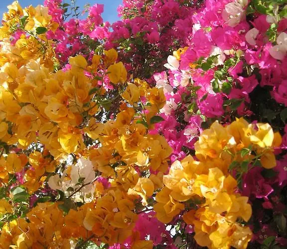 Shahrazad * Hurgada